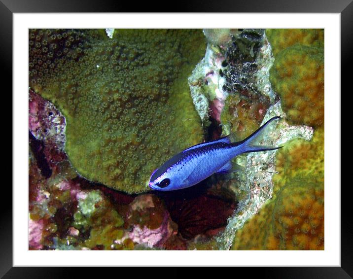 Blue Chromis Fish Above Hard Coral Framed Mounted Print by Serena Bowles