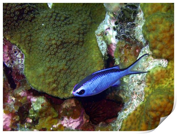 Blue Chromis Fish Above Hard Coral Print by Serena Bowles