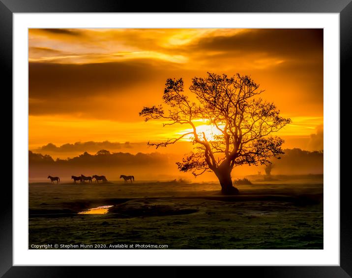 Sunrise herd, New Forest National Park Framed Mounted Print by Stephen Munn