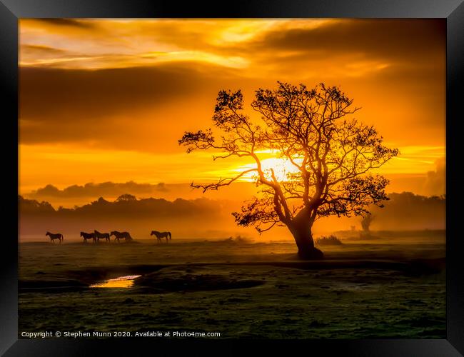 Sunrise herd, New Forest National Park Framed Print by Stephen Munn