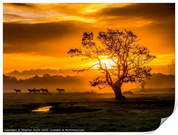 Sunrise herd, New Forest National Park Print by Stephen Munn