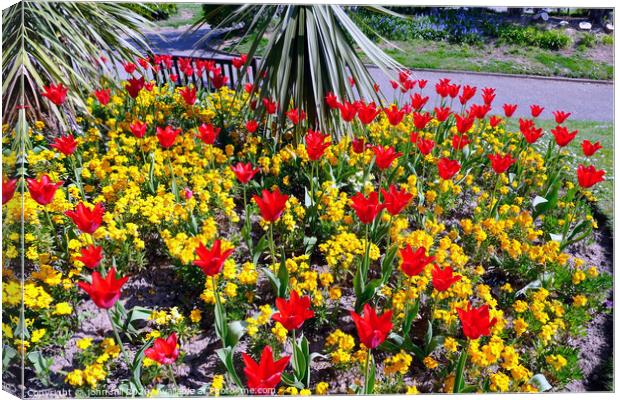 Tulips and Aurina in a bed in the South cliff gardens at Scarborough in North Yorkshire. Canvas Print by john hill