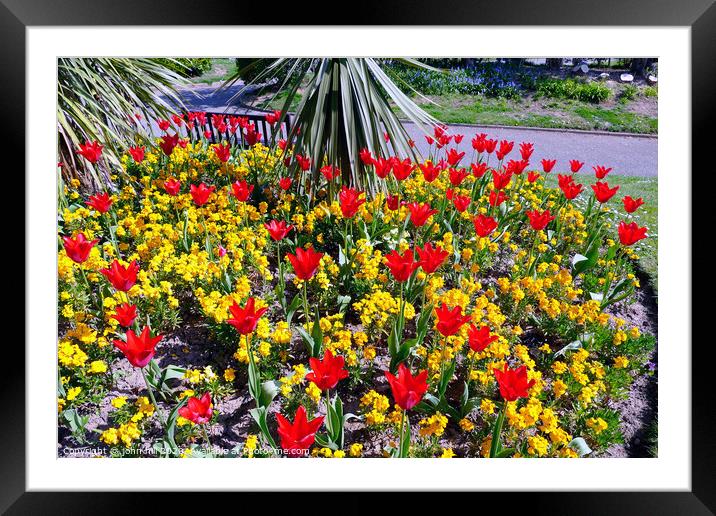 Tulips and Aurina in a bed in the South cliff gardens at Scarborough in North Yorkshire. Framed Mounted Print by john hill