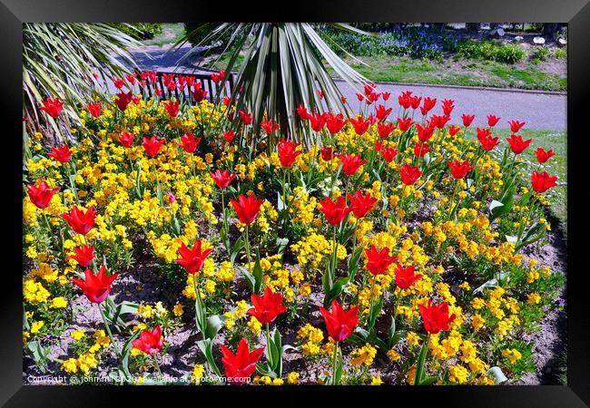 Tulips and Aurina in a bed in the South cliff gardens at Scarborough in North Yorkshire. Framed Print by john hill