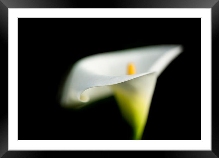 Peaceful Calla Lily Framed Mounted Print by Fiona Turnbull