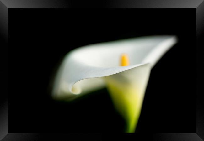 Peaceful Calla Lily Framed Print by Fiona Turnbull