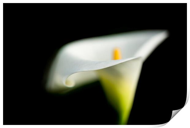 Peaceful Calla Lily Print by Fiona Turnbull