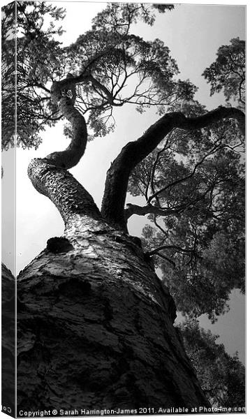 Looking up a pine tree Canvas Print by Sarah Harrington-James