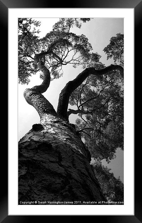 Looking up a pine tree Framed Mounted Print by Sarah Harrington-James