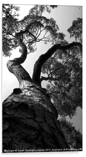 Looking up a pine tree Acrylic by Sarah Harrington-James