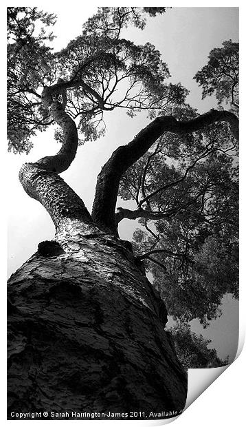 Looking up a pine tree Print by Sarah Harrington-James
