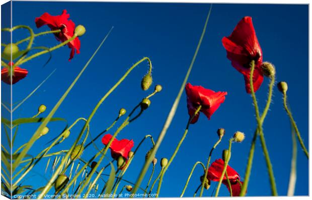 Poppies and blue Canvas Print by Vicente Sargues