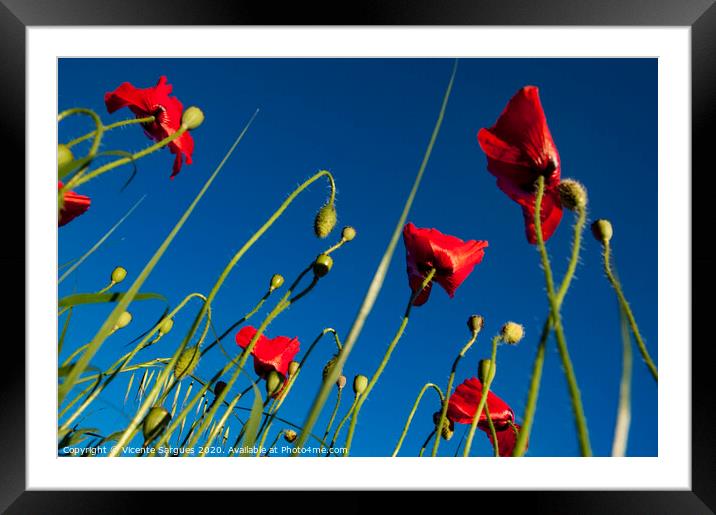 Poppies and blue Framed Mounted Print by Vicente Sargues