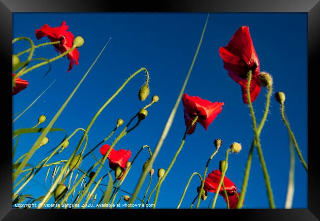 Poppies and blue Framed Print by Vicente Sargues