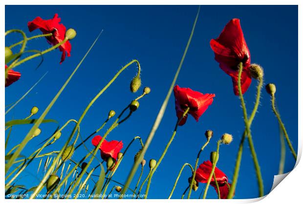 Poppies and blue Print by Vicente Sargues