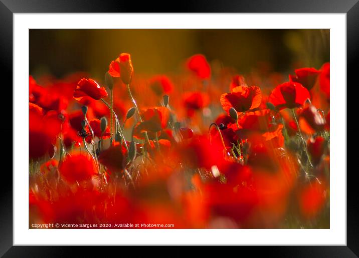 Poppies at the golden hour Framed Mounted Print by Vicente Sargues