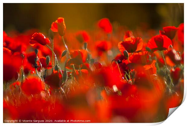 Poppies at the golden hour Print by Vicente Sargues