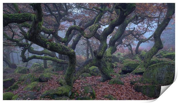 Misty Oaks Print by Paul Andrews