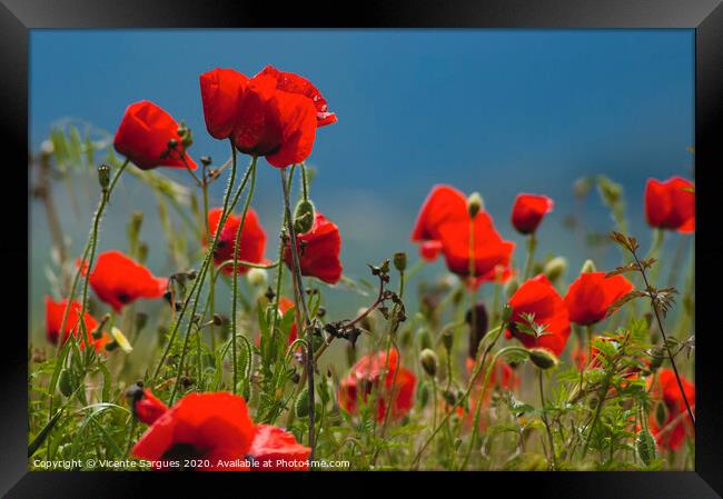 Poppies at ground level Framed Print by Vicente Sargues