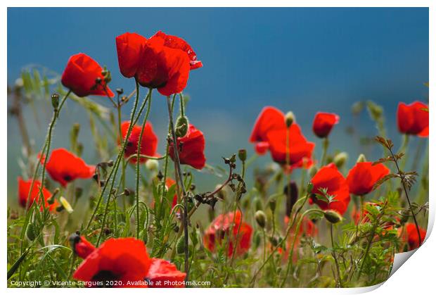Poppies at ground level Print by Vicente Sargues