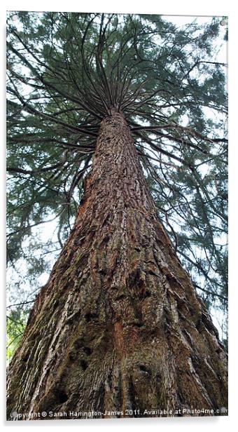Giant Sierra Redwood tree Acrylic by Sarah Harrington-James