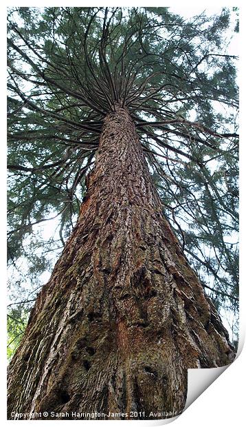 Giant Sierra Redwood tree Print by Sarah Harrington-James