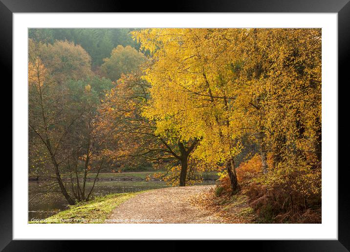 Late Autumn Colours No.1   Framed Mounted Print by David Tinsley