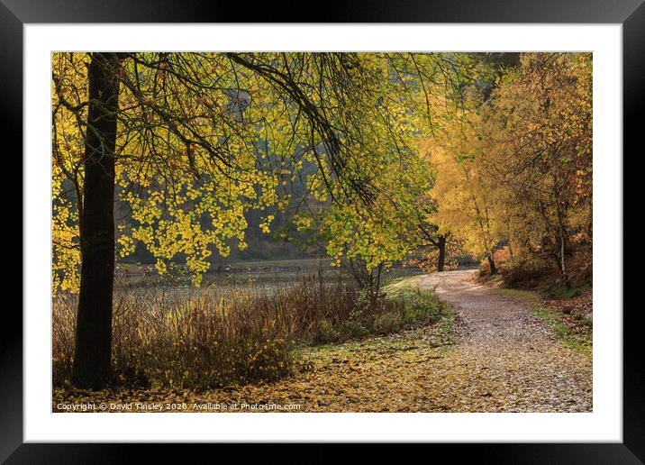Late Autumn Colours No. 3  Framed Mounted Print by David Tinsley