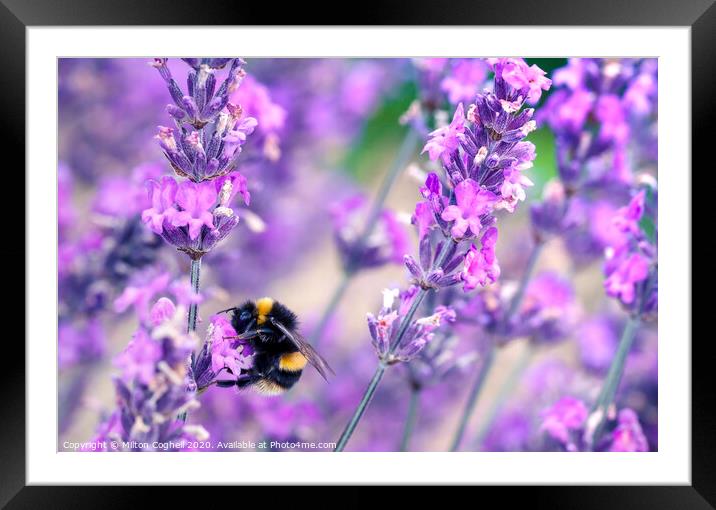 Bee pollinating lavender flowers Framed Mounted Print by Milton Cogheil