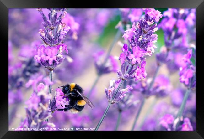 Bee pollinating lavender flowers Framed Print by Milton Cogheil