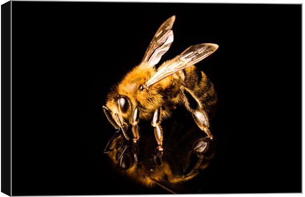 Honey bee macro, isolated on black background. Bee concept. Canvas Print by Przemek Iciak