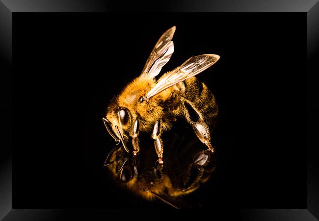 Honey bee macro, isolated on black background. Bee concept. Framed Print by Przemek Iciak