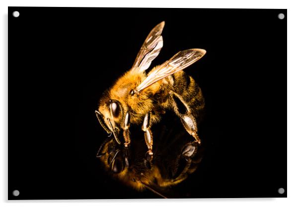 Honey bee macro, isolated on black background. Bee concept. Acrylic by Przemek Iciak