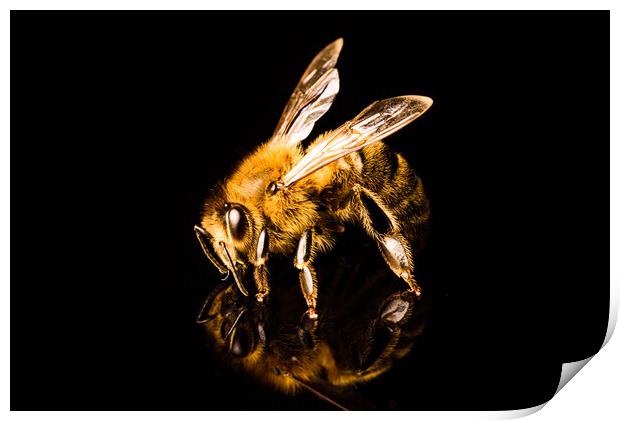 Honey bee macro, isolated on black background. Bee concept. Print by Przemek Iciak