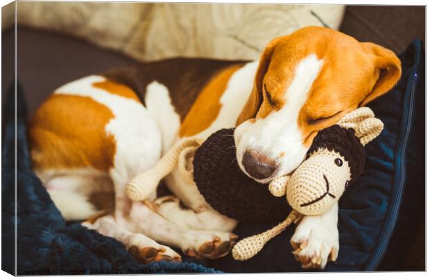 Adorable Beagle dog sleeping with his favorite sheep toy. Canine background. Lazy rainy day on couch Canvas Print by Przemek Iciak