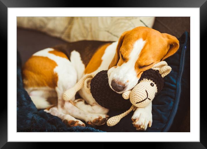 Adorable Beagle dog sleeping with his favorite sheep toy. Canine background. Lazy rainy day on couch Framed Mounted Print by Przemek Iciak