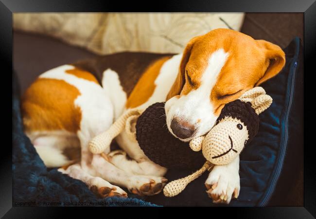 Adorable Beagle dog sleeping with his favorite sheep toy. Canine background. Lazy rainy day on couch Framed Print by Przemek Iciak