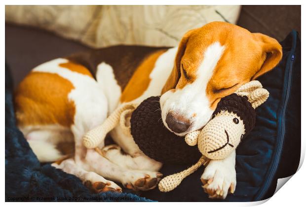 Adorable Beagle dog sleeping with his favorite sheep toy. Canine background. Lazy rainy day on couch Print by Przemek Iciak