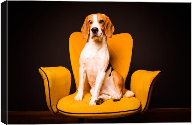 A beagle dog sits on a yellow chair in front of a black background. Cute dog on furniture. Canvas Print by Przemek Iciak