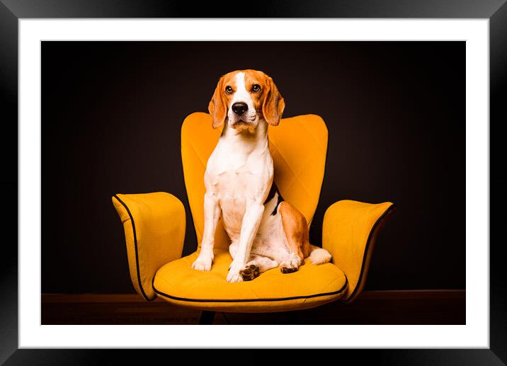 A beagle dog sits on a yellow chair in front of a black background. Cute dog on furniture. Framed Mounted Print by Przemek Iciak