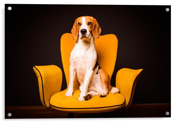 A beagle dog sits on a yellow chair in front of a black background. Cute dog on furniture. Acrylic by Przemek Iciak