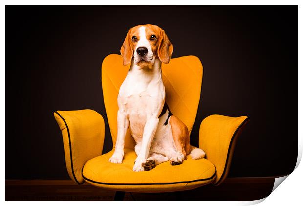A beagle dog sits on a yellow chair in front of a black background. Cute dog on furniture. Print by Przemek Iciak