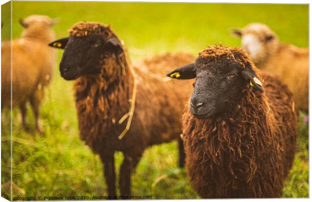 Brown wool , black-faced sheep grazing on a meadow in a herd. Farm with sheep concept Canvas Print by Przemek Iciak