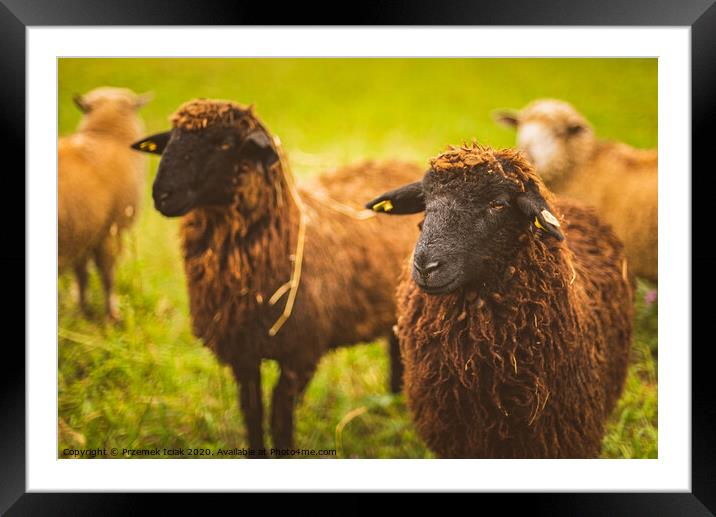 Brown wool , black-faced sheep grazing on a meadow in a herd. Farm with sheep concept Framed Mounted Print by Przemek Iciak