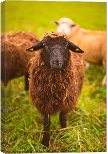 Brown wool , black-faced sheep grazing on a meadow in a herd. Farm with sheep concept Canvas Print by Przemek Iciak