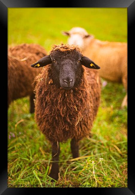 Brown wool , black-faced sheep grazing on a meadow in a herd. Farm with sheep concept Framed Print by Przemek Iciak