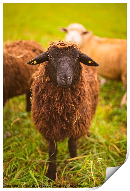 Brown wool , black-faced sheep grazing on a meadow in a herd. Farm with sheep concept Print by Przemek Iciak