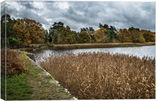 Reed bed at Frensham ponds Canvas Print by Kevin White