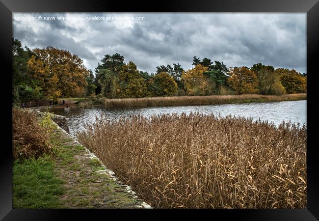 Reed bed at Frensham ponds Framed Print by Kevin White