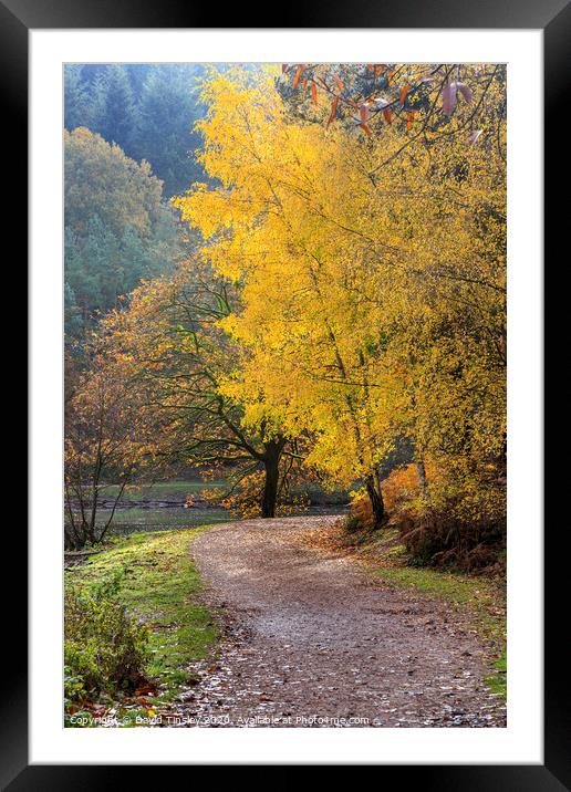 Late  Autumn Colours No. 2 Framed Mounted Print by David Tinsley